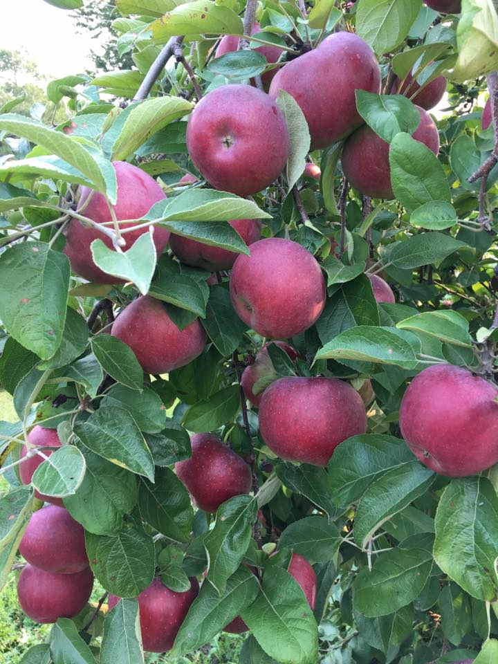 Apple Shipping