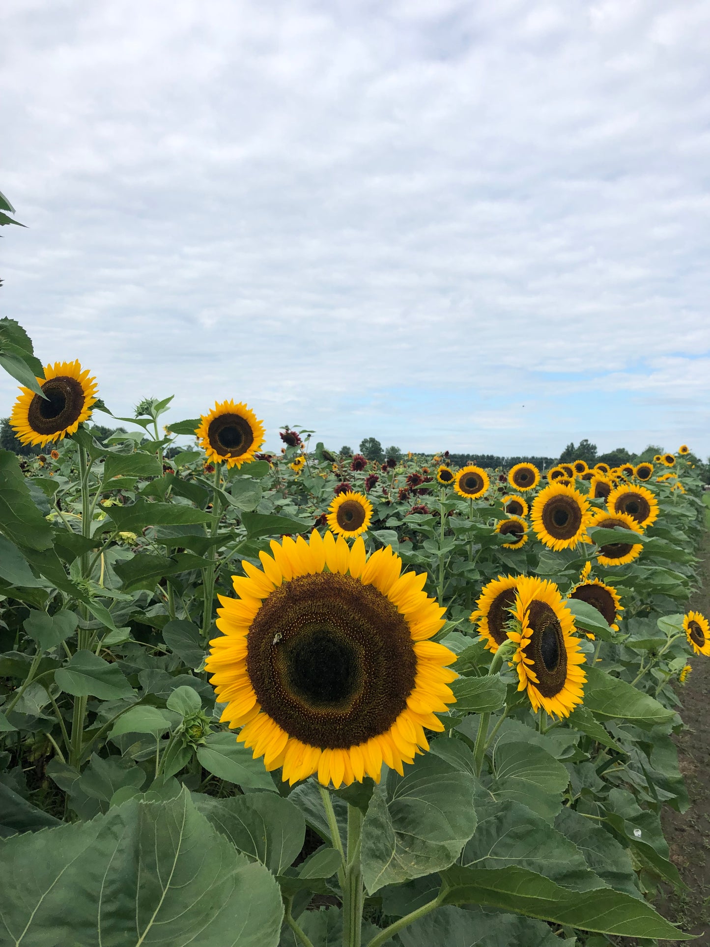 2025 U-pick 5 Bouquet Punch Pass