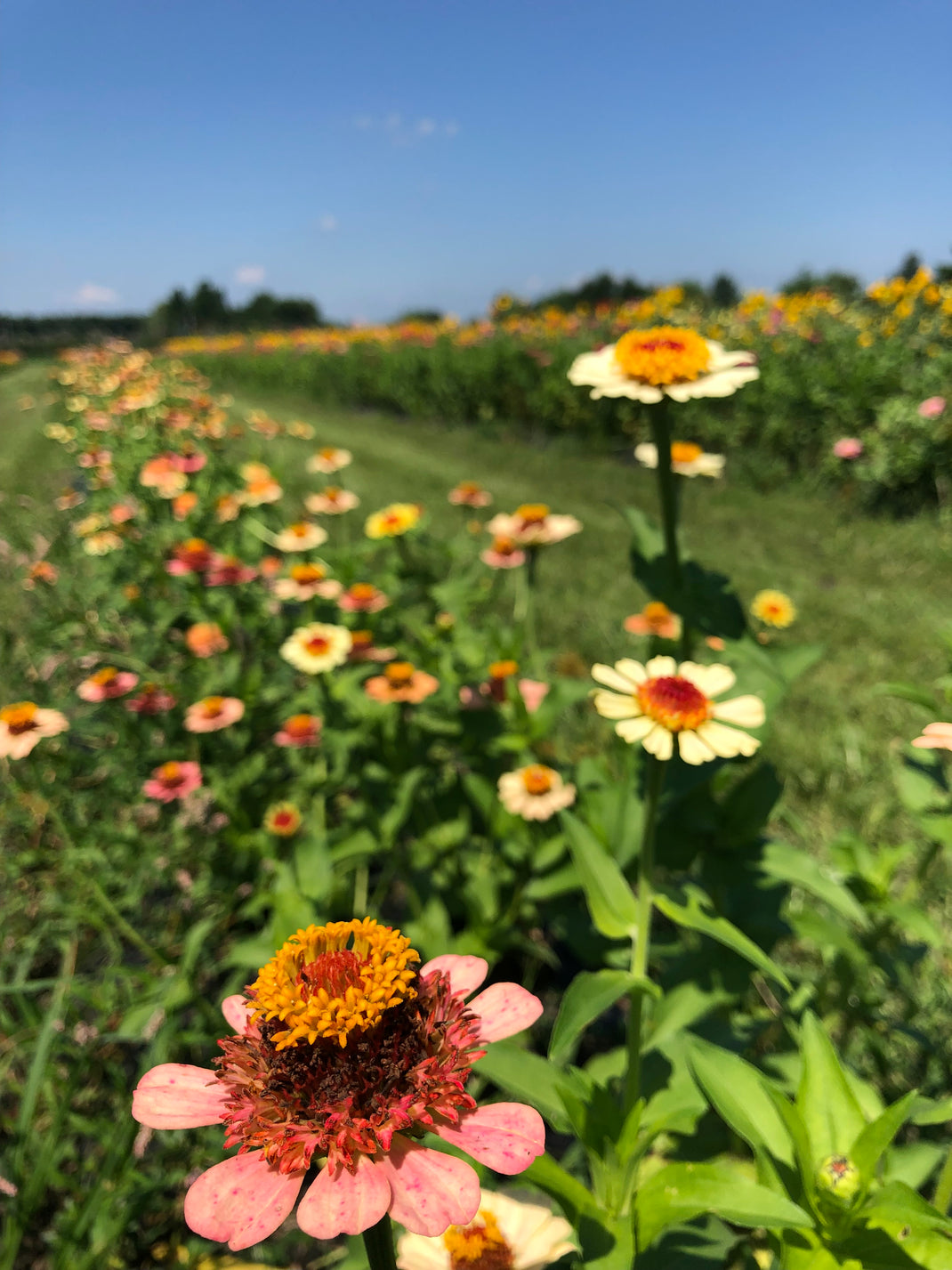 u pick flowers near me – Johnston Fruit Farms