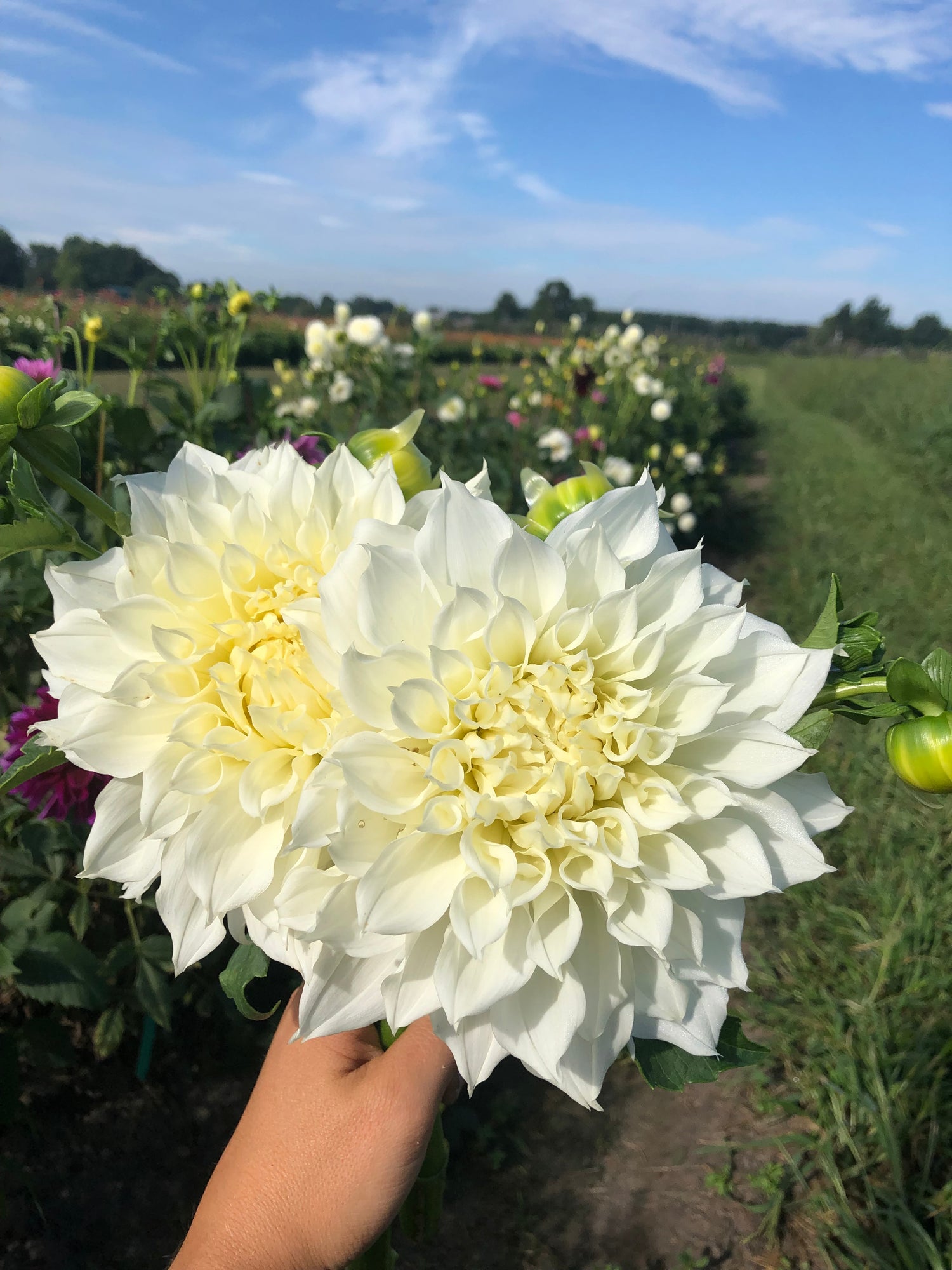 u pick flowers near me Johnston Fruit Farms