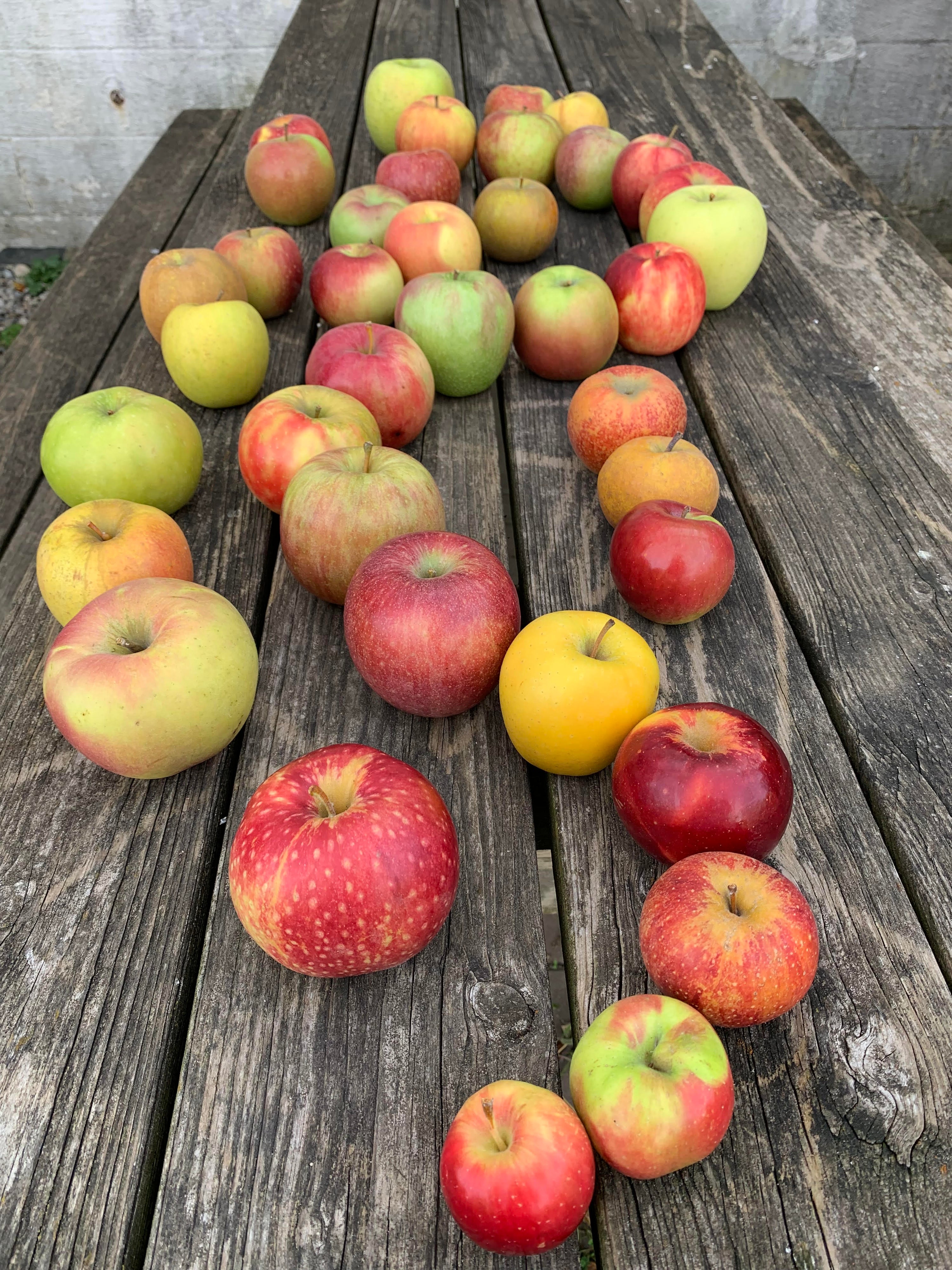 Apple ripening dates and uses – Johnston Fruit Farms